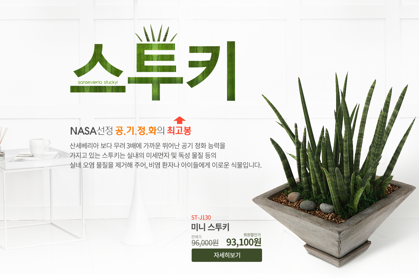 공기정화의 최고봉 스투키