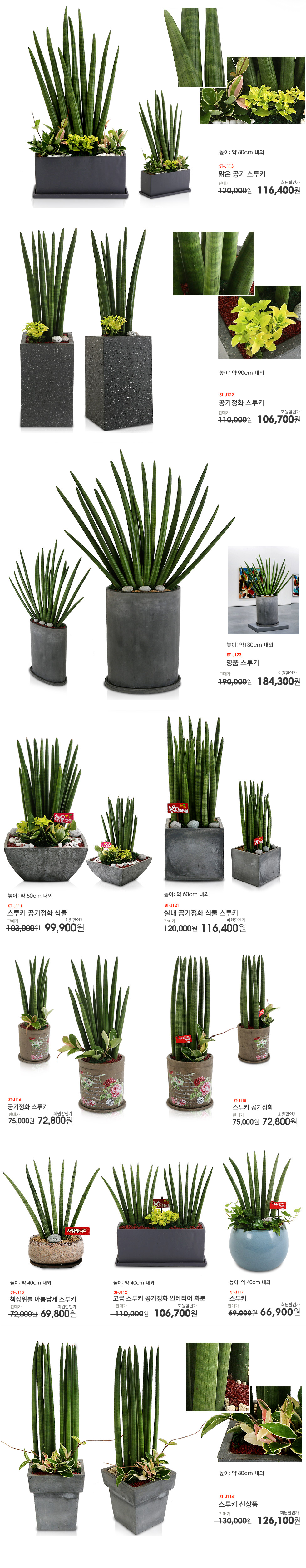 공기정화의 최고봉 스투키