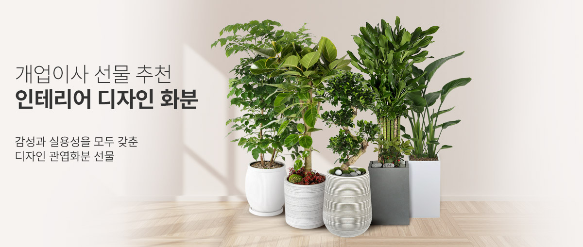 뉴디자인 관엽화분